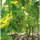 Efecto del tamaño del fruto y la formulación del plaguicida