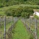La primera viña biodinámica de chile