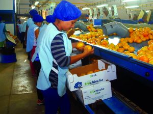 Fruchincha: los cambios de una corporación en un valle que aún no descubre su real potencial