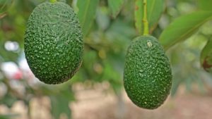 Preocupación por hallazgo de cadmio en lotes de palta en Países Bajos