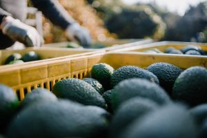 Palta peruana en riesgo por el cambio climático, según estudio científico