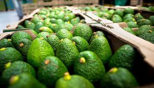 "Crisis del aguacate" abre oportunidad a las paltas sudamericanas en EE UU