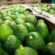 "Crisis del aguacate" abre oportunidad a las paltas sudamericanas en EE UU