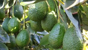 Novedades en el manejo de la palta serán difundidas en la Conferencia Redagrícola Trujillo