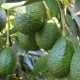 Mercado estadounidense impulsa el crecimiento de las exportaciones de aguacate Hass