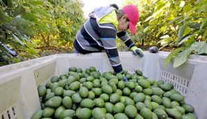 Estados Unidos suspende temporalmente importación de paltas desde México 