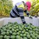 Estados Unidos suspende temporalmente importación de paltas desde México 