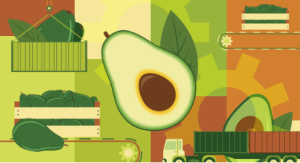 El auspicioso (y lleno de retos) panorama de la palta peruana en Chile