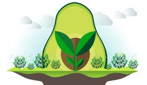 El camino del palto hacia un cultivo más sustentable