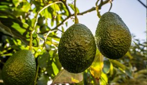 Primer estudio sobre impacto ambiental y consumo hídrico de la industria de paltas de Chile arroja que hay un uso "eficiente y adecuado" 