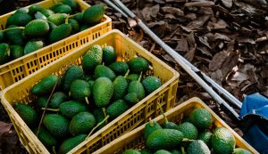 Chile reduciría en 20% exportaciones de palta en campaña que viene