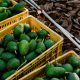 Chile reduciría en 20% exportaciones de palta en campaña que viene