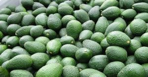 Mission Produce prevé producir 15% más en Perú