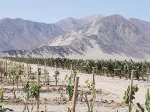 Nasca el nuevo polo productivo de la palta temprana