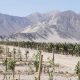 Nasca el nuevo polo productivo de la palta temprana