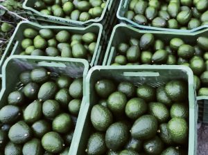 La cobertura lenticelar en paltos Hass estaría relacionada a los niveles de materia seca