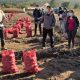 Proyecto busca cuadruplicar productividad de la papa en Provincia de Arauco