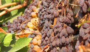 Empresa atacameña bate récords en pasas y hace mayor envío al exterior