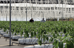 Proyecto pionero produce pimiento morrón en zona precordillerana