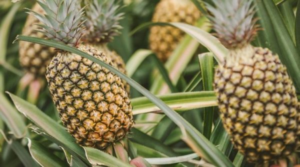 Dosis adecuada de fertilizantes garantizaría la calidad nutritiva de la ...