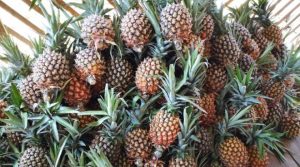 Chile lidera como destino de piña ecuatoriana