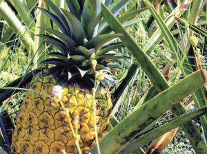 Festival Fruits y el reto de producir piña orgánica en la costa norte