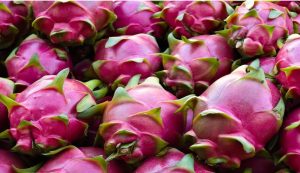Se alista exportación de más de 1.000 toneladas de pitahaya a Europa
