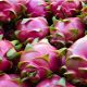 Se alista exportación de más de 1.000 toneladas de pitahaya a Europa