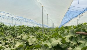 Pruebas en Piura muestran que uso de plástico sobre parrones asegura una segunda cosecha de uva de mesa en abril