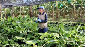 Investigan cómo los bioestimulantes pueden ayudar a producir plátanos menos estresados