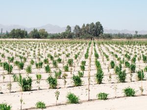 Ica, más allá de las uvas