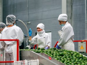 Fruty Green: de productores a exportadores, a Europa y EEUU