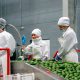 Fruty Green: de productores a exportadores, a Europa y EEUU