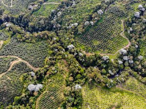 Desarrollo de nuevas herramientas productivas