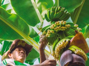 Producción orgánica bajo la lupa