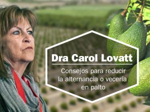 Estrategias para reducir la alternancia en paltos