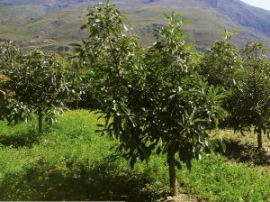 La agroexportación también vive en la sierra y en la selva