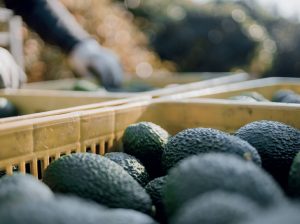 La calidad como una garantía de éxito comercial