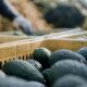 La calidad como una garantía de éxito comercial
