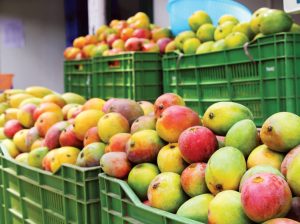 Exportaciones de mango volverán a crecer
