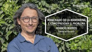Cómo prevenir el manchado en las mandarinas