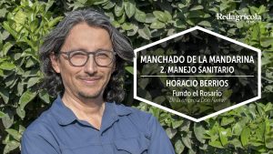 Manejo sanitario del manchado de las mandarinas