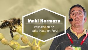 Polinización de palto Hass en Perú