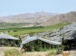 “Buscamos buenas liquidaciones, pero también eficiencia de la mano de obra”