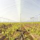 Presentarán proyecto de agricultura sostenible en Piura