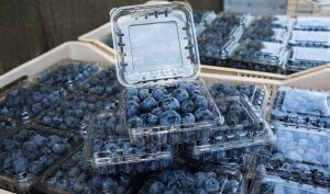 El arándano fresco supera los US$ 2.000 millones exportados en el 2024