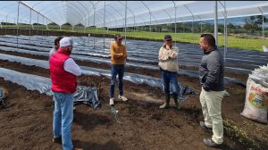 Control total del fertirriego en arándanos de proyecto Alaska de SOP