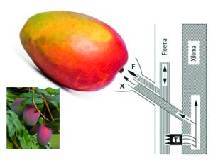 Nutrición y bioestimulación  en desarrollo y crecimiento del fruto en mango