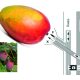 Nutrición y bioestimulación  en desarrollo y crecimiento del fruto en mango