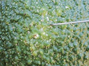 Recomiendan manejo de queresas con evaluaciones en campo y laboratorio